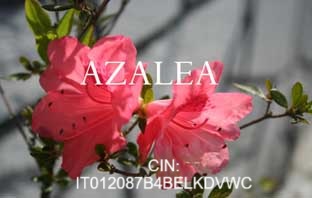 azalea