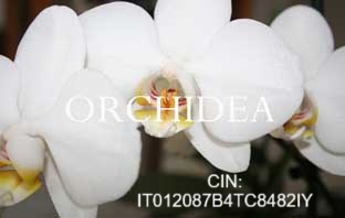 orchidea