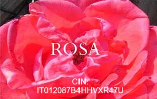 rosa